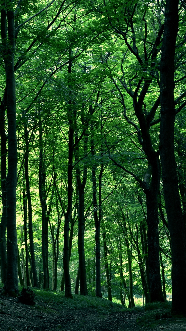 森のアイフォーン用壁紙,木,自然,森林,自然の風景,緑