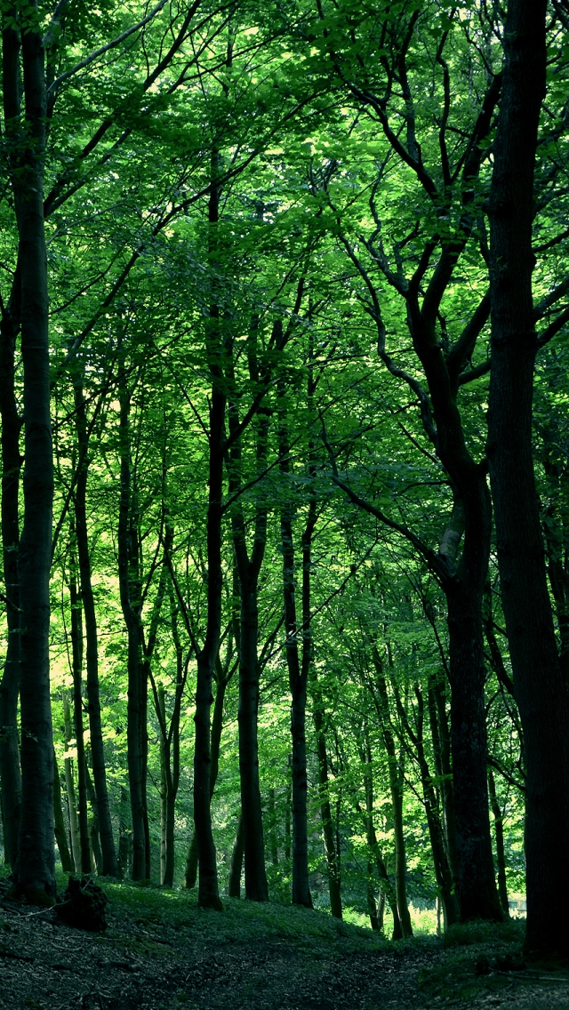 wald iphone wallpaper,baum,natur,wald,natürliche landschaft,grün