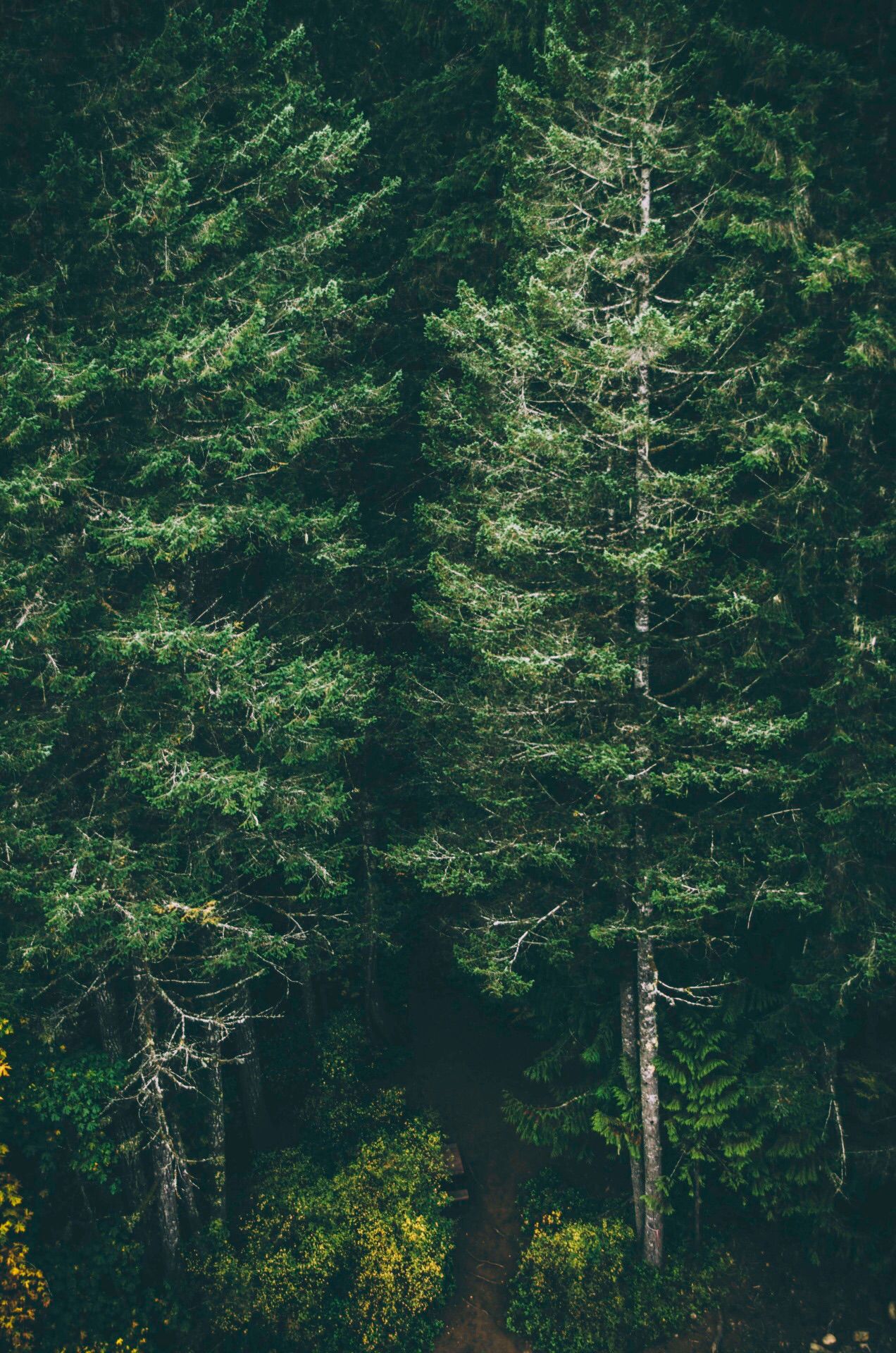 森のアイフォーン用壁紙,木,ショートリーフブラックスプルース,森林,自然,緑