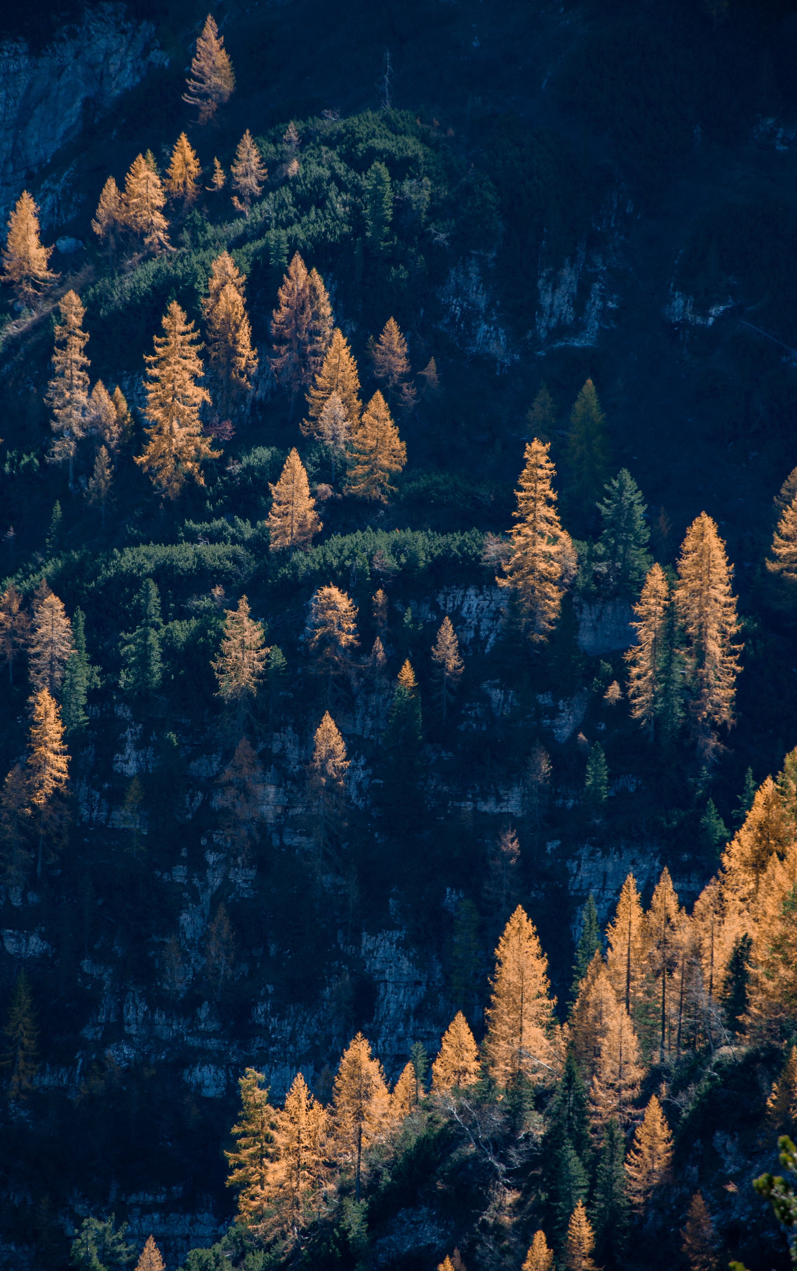 wald iphone wallpaper,kurzblättrige schwarzfichte,natur,lodgepole kiefer,baum,himmel