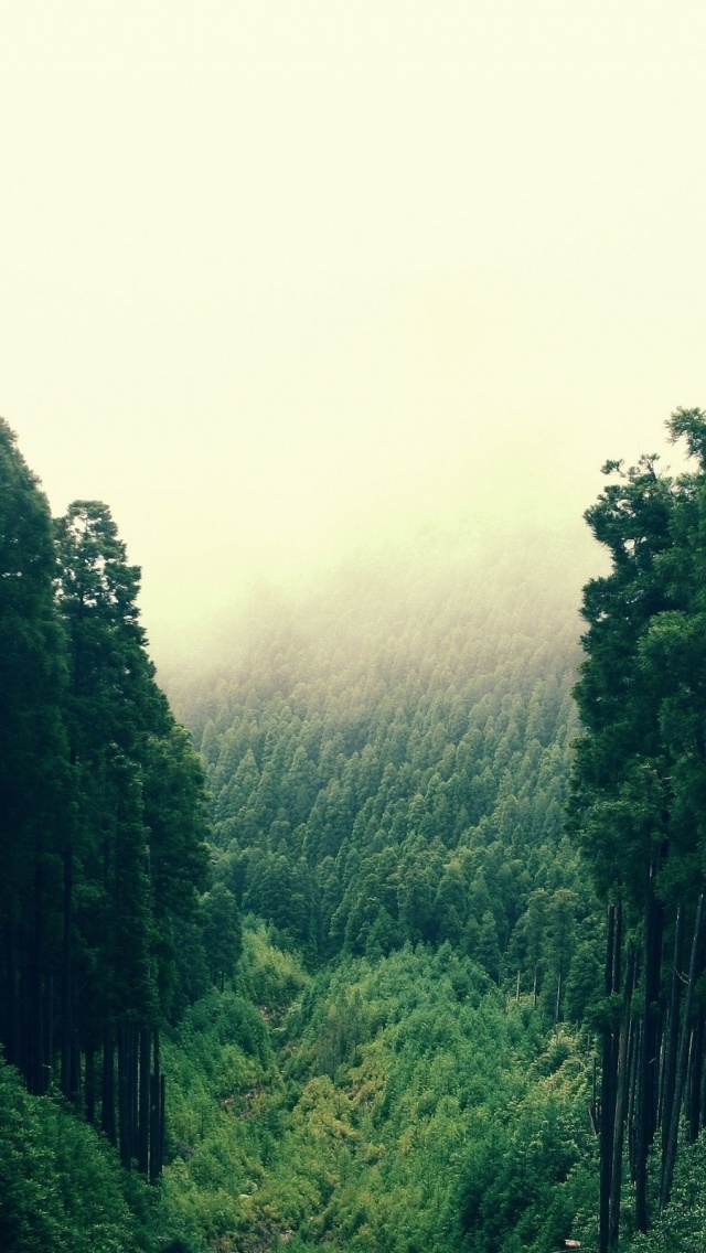 wald iphone wallpaper,natur,bergstation,natürliche landschaft,wald,grün