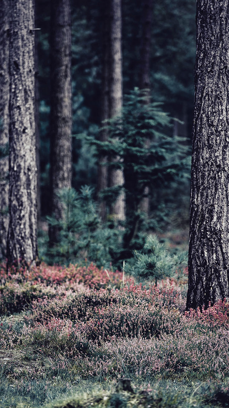 forest iphone wallpaper,tree,forest,woodland,natural environment,nature