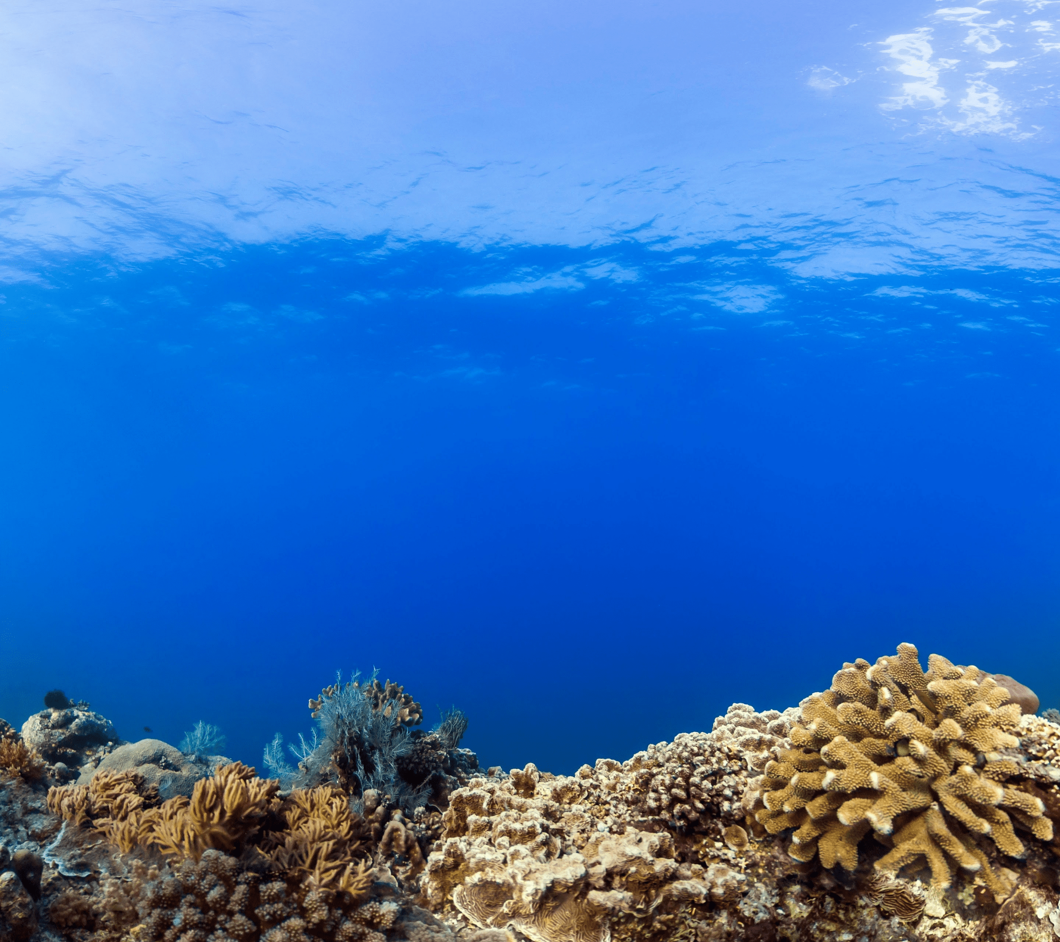 pixel xl fondo de pantalla,arrecife de coral,submarino,arrecife,coral,cielo