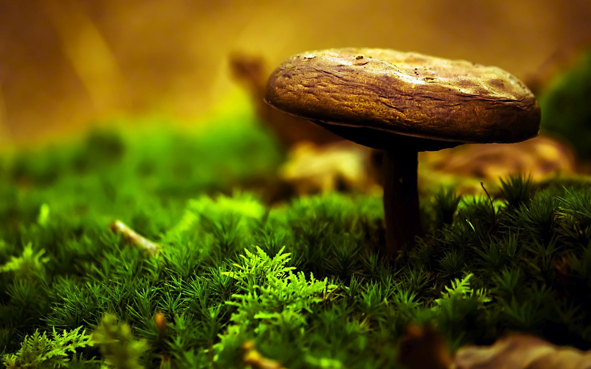 mushroom wallpaper,natural landscape,nature,green,agaricaceae,mushroom