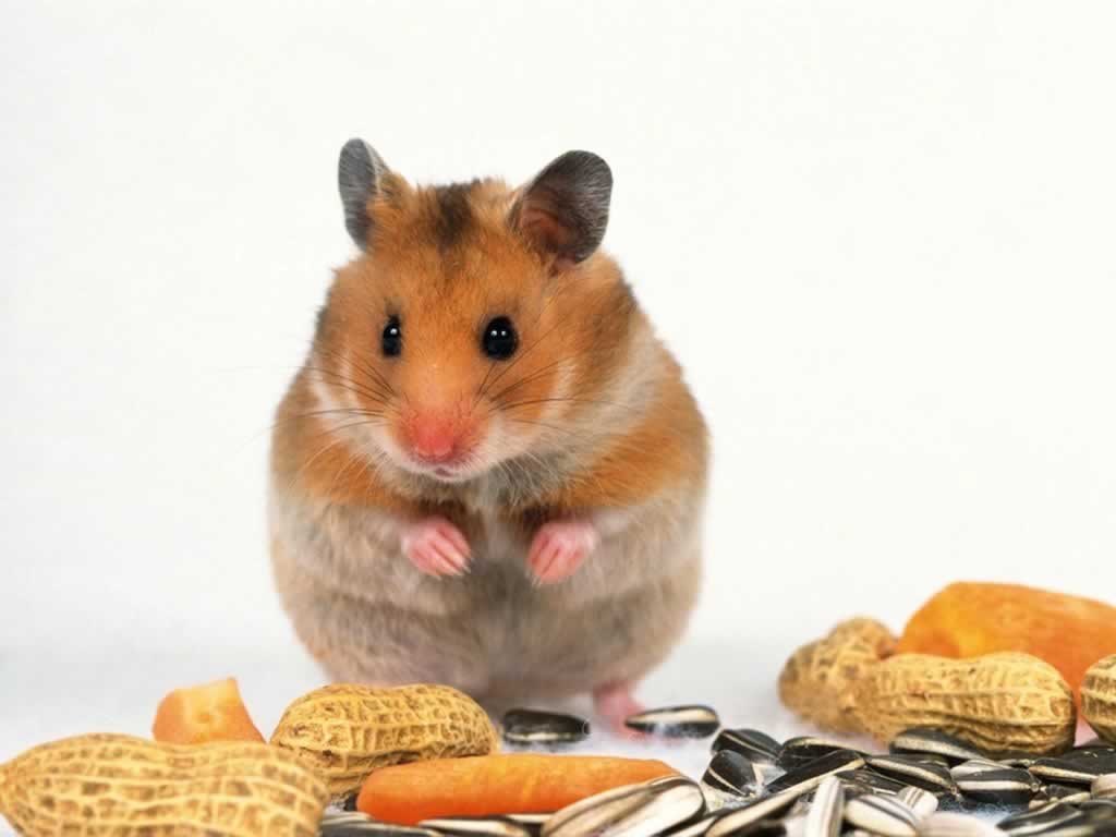 papier peint hamster,hamster,souris,rat,en mangeant,rongeur