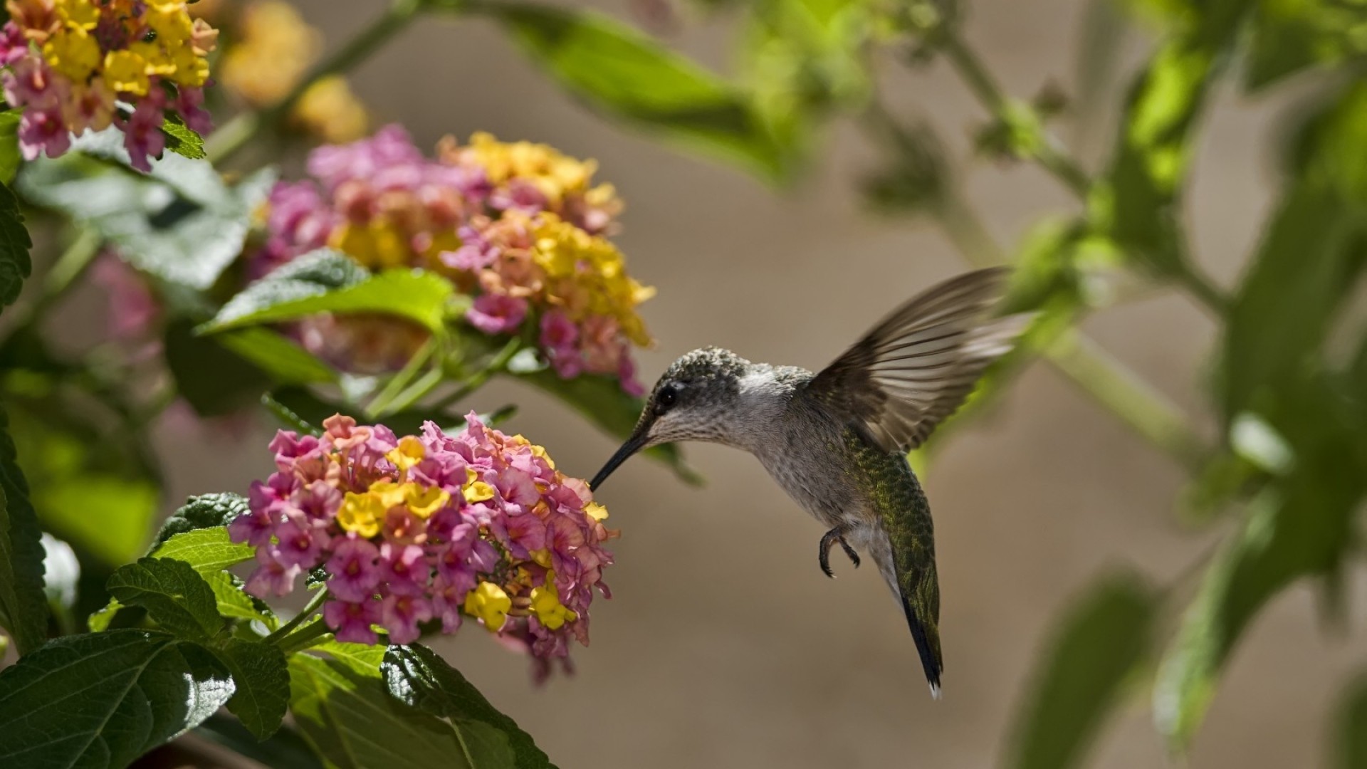 flowers and birds wallpaper,bird,hummingbird,flower,pollinator,beak