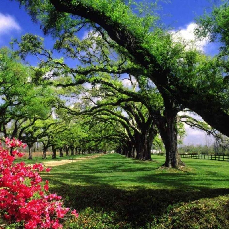 neue tapete hd liebe,natürliche landschaft,natur,baum,garten,pflanze