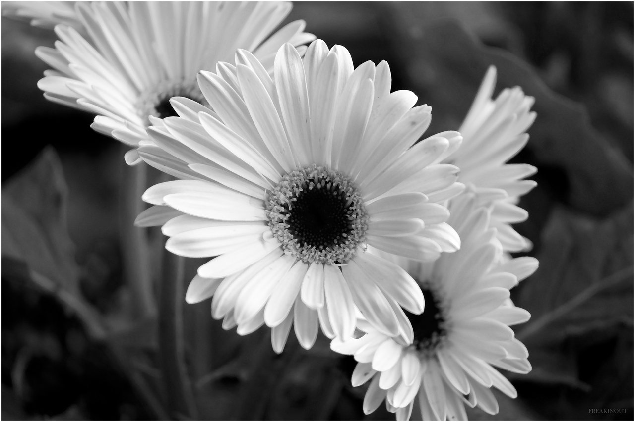 黒と白の花の壁紙,花,バーバートンデイジー,白い,モノクロ写真,花弁