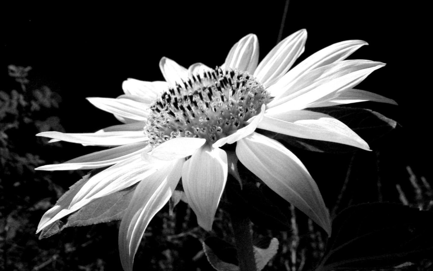 black and white flower wallpaper,monochrome photography,black and white,white,petal,flower