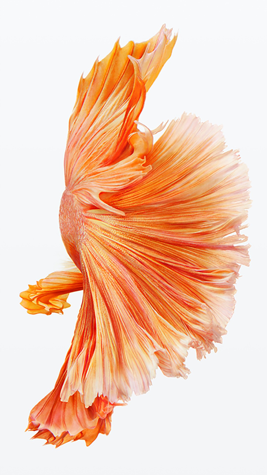 iphone fish wallpaper,orange,peach,muscle,plant