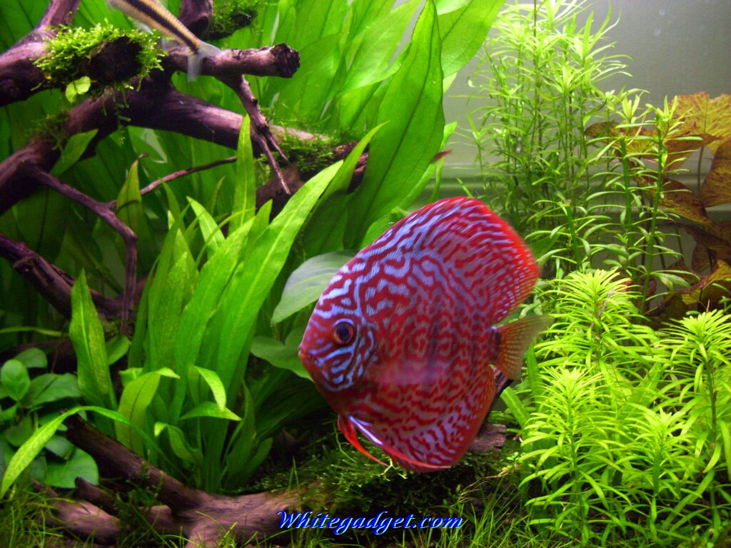 live fish aquarium wallpaper,freshwater aquarium,aquarium,terrestrial plant,organism,aquarium decor