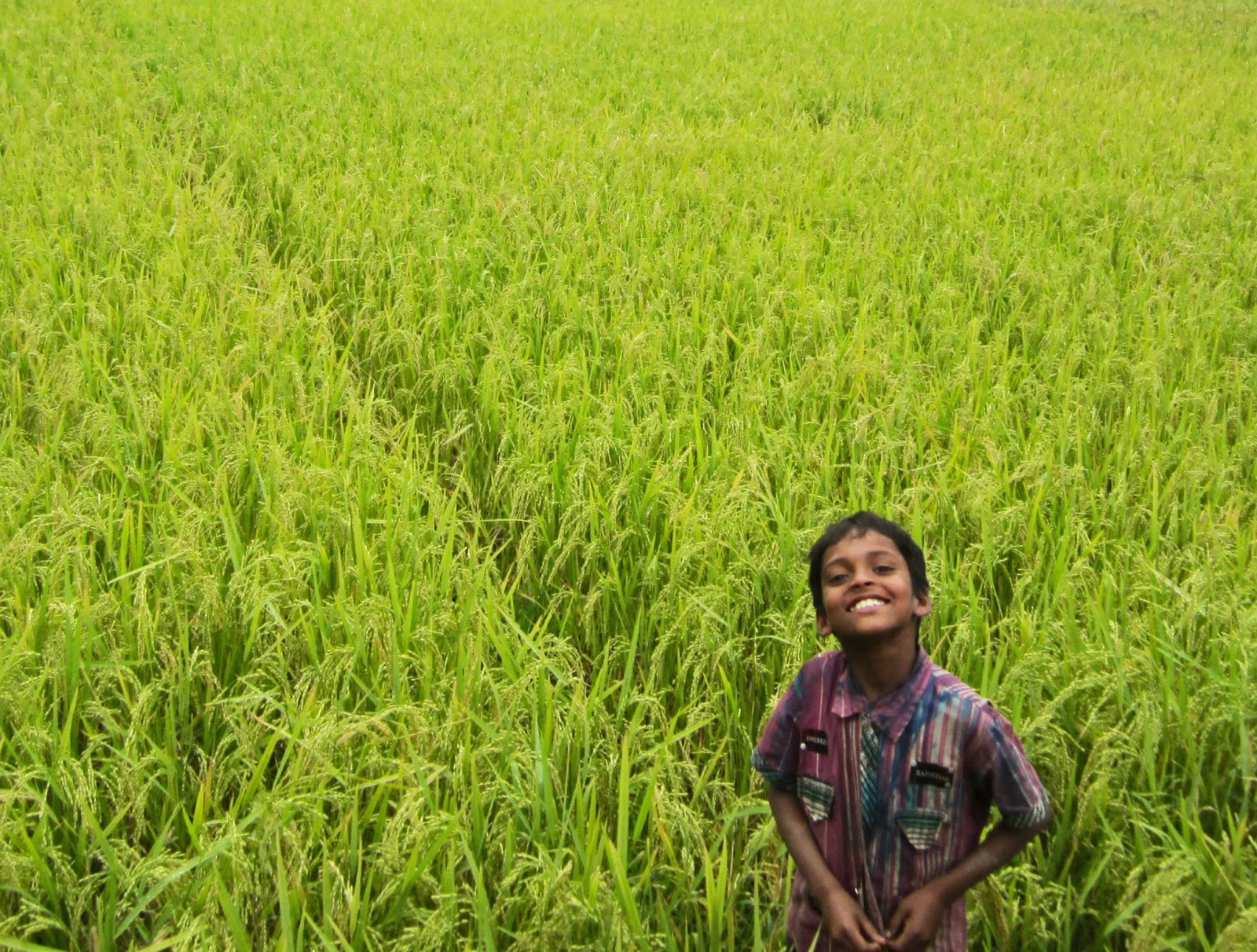 방글라데시 벽지,수확고,들,농업,잔디,논