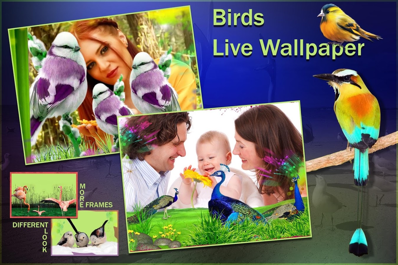 uccelli live wallpaper,natura,natura,fotografia,uccello,pubblicità