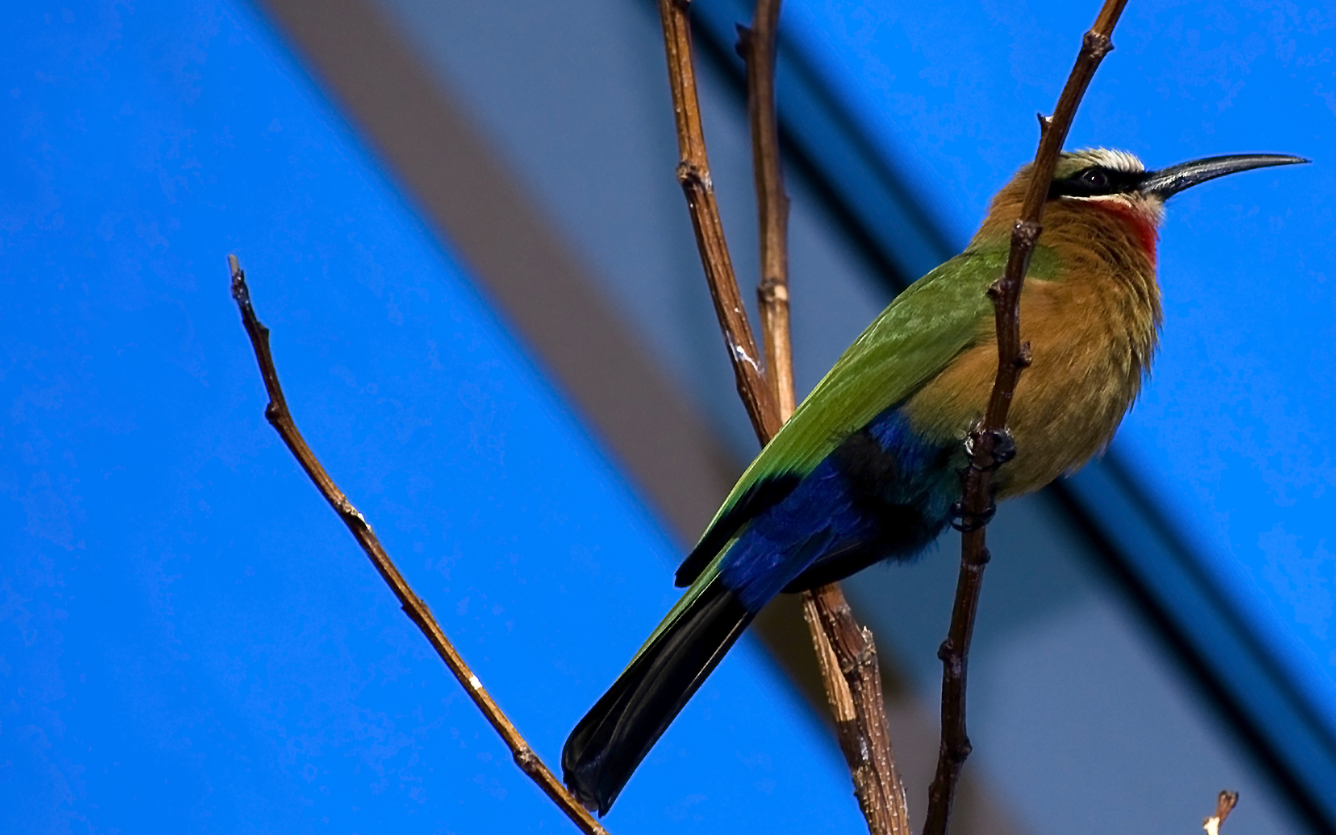 fondo de pantalla de aves y mariposas,pájaro,coraciiformes,pájaro posado,fauna silvestre,pájaro cantor