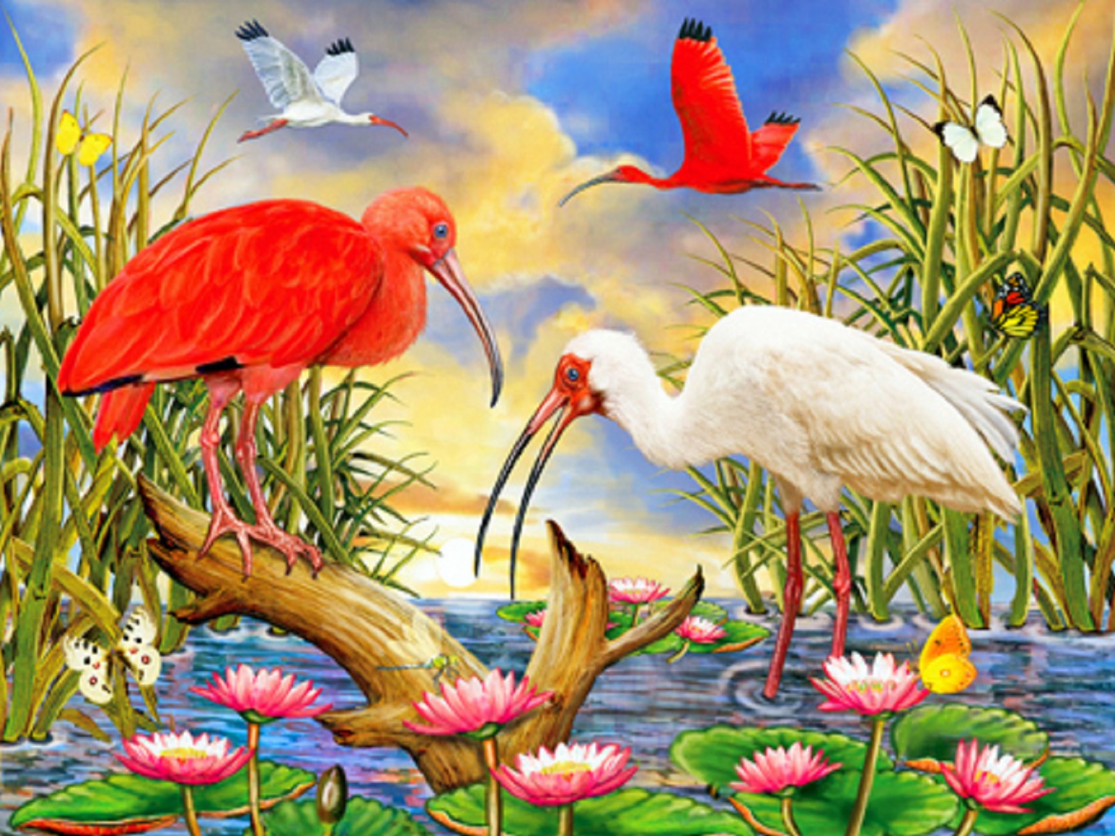papier peint oiseau et papillon,oiseau,paysage naturel,grue blanche,grue,oiseau d'eau
