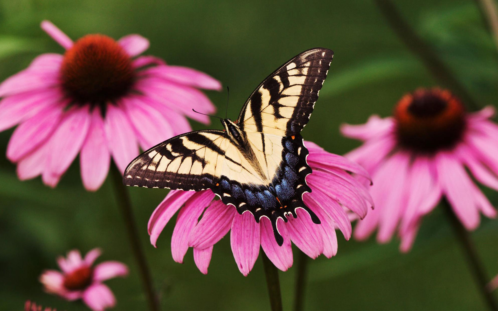 vogel und schmetterling tapete,schmetterling,insekt,motten und schmetterlinge,rosa,schwarzer schwalbenschwanz