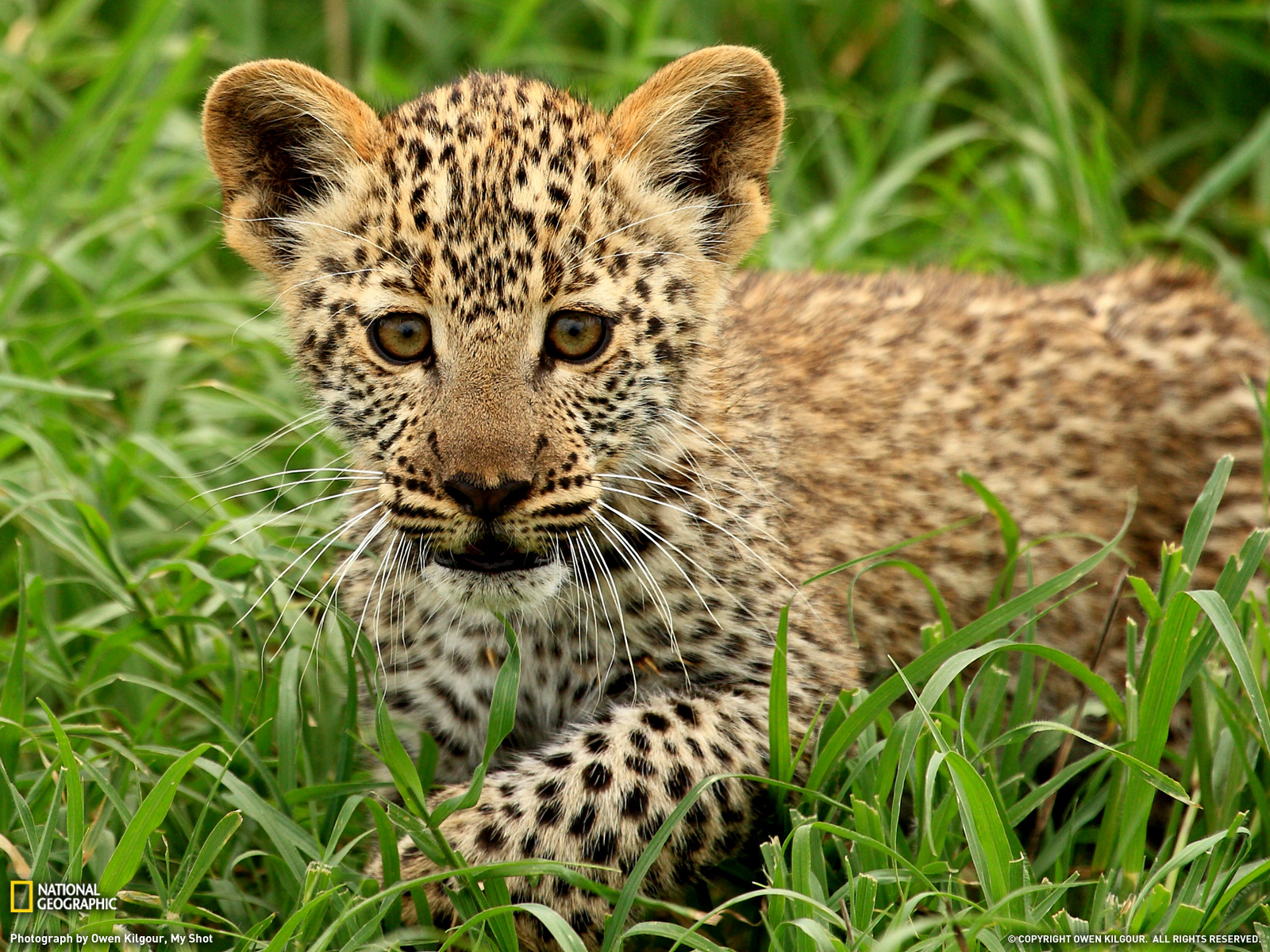 fond d'écran animé animal,animal terrestre,faune,léopard,félidés,guépard