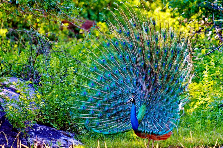 animal live wallpaper,pavo real,pájaro,pluma,phasianidae,fauna silvestre