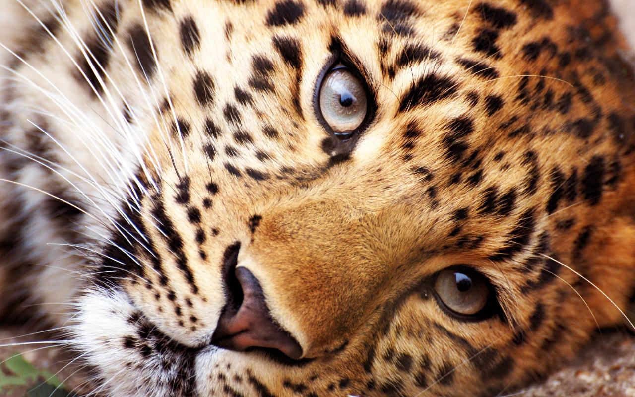 animal live wallpaper,terrestrial animal,mammal,vertebrate,wildlife,leopard