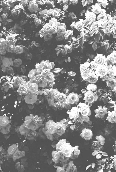 weiße tapete tumblr,weiß,fotografieren,monochrome fotografie,schwarz und weiß,blume