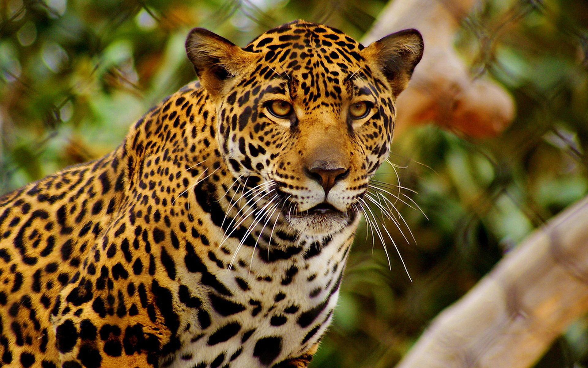 jaguar fonds d'écran hd,animal terrestre,faune,jaguar,léopard,félidés