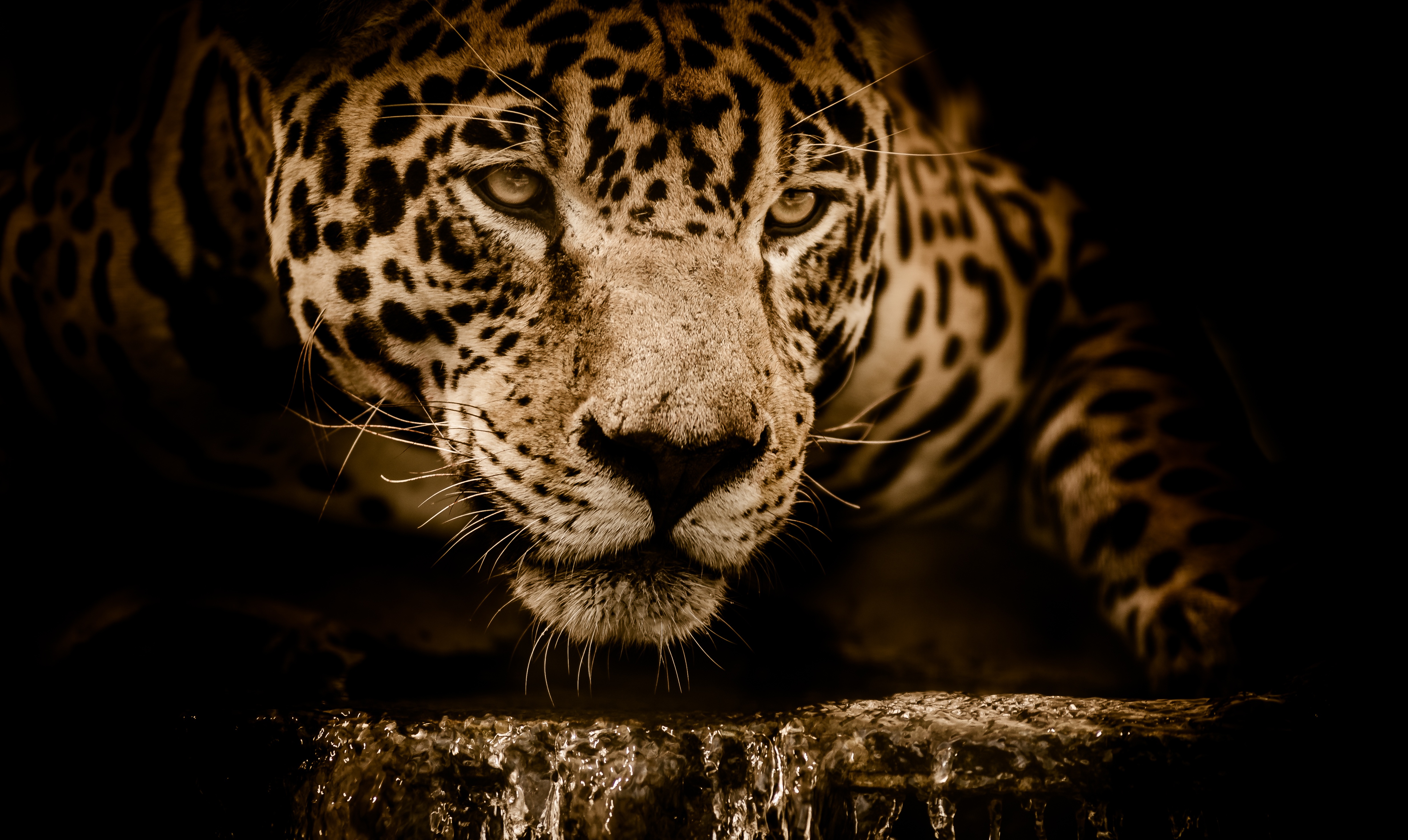 jaguar sfondi hd,natura,animale terrestre,giaguaro,barba,felidae