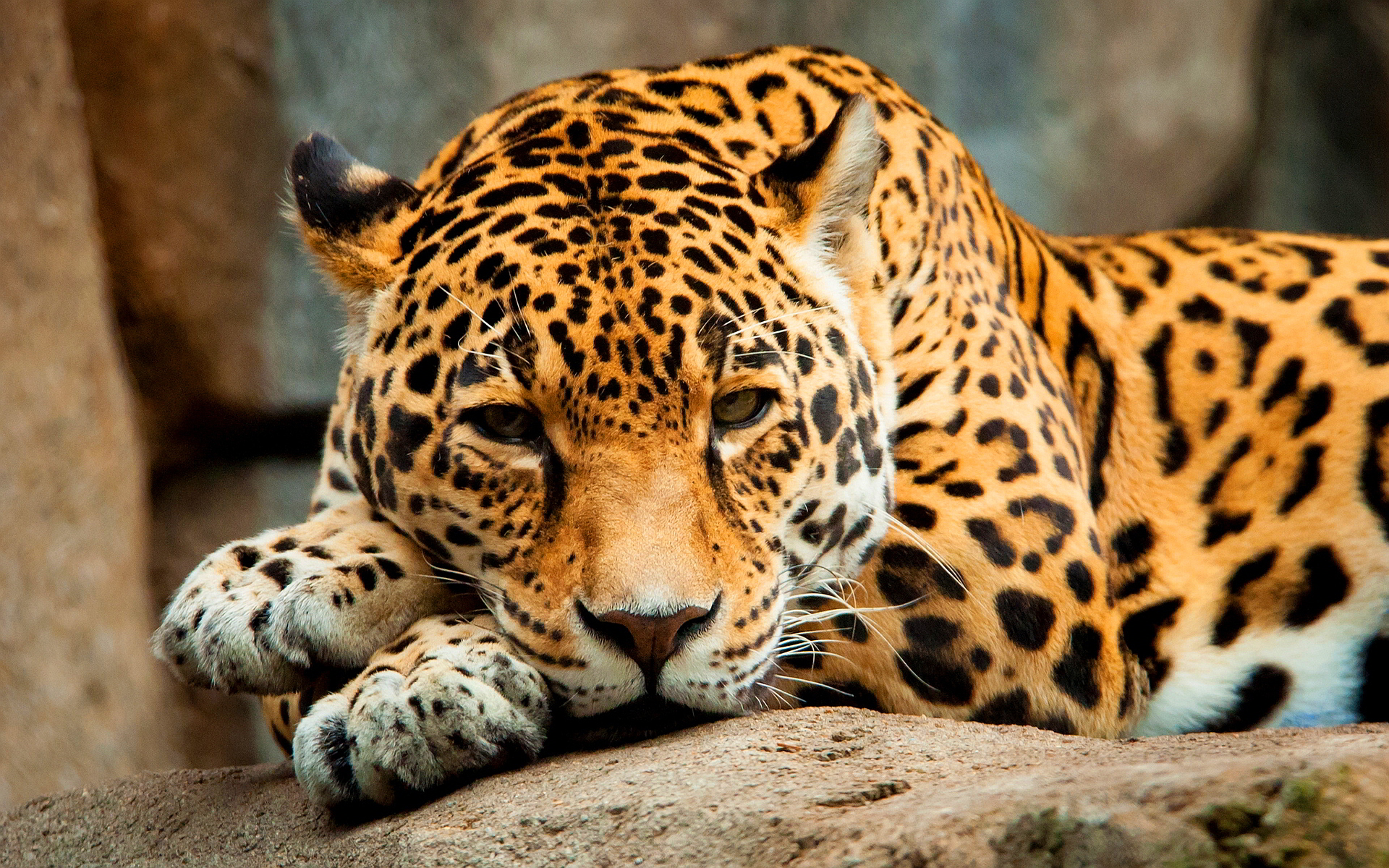 jaguar hd wallpapers,terrestrial animal,mammal,wildlife,vertebrate,jaguar