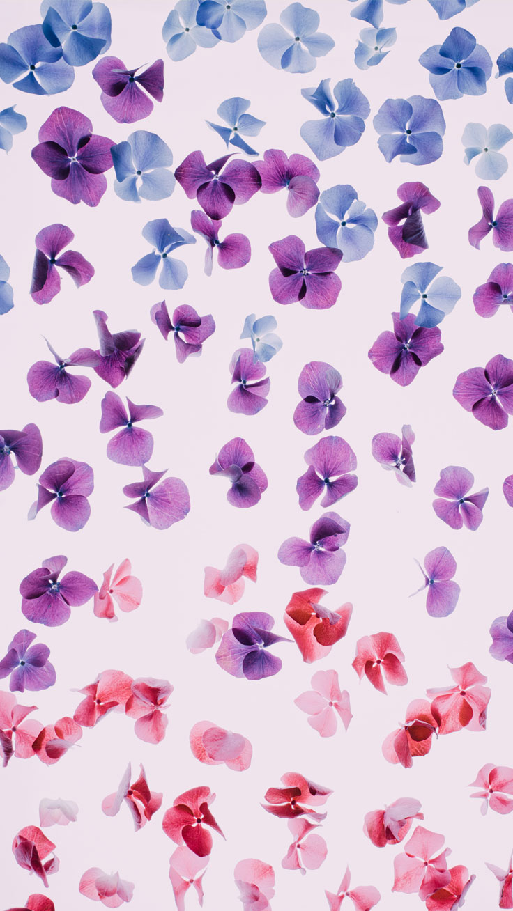 아이폰 배경 화면,보라색,제비꽃,라벤더,분홍,라일락 꽃