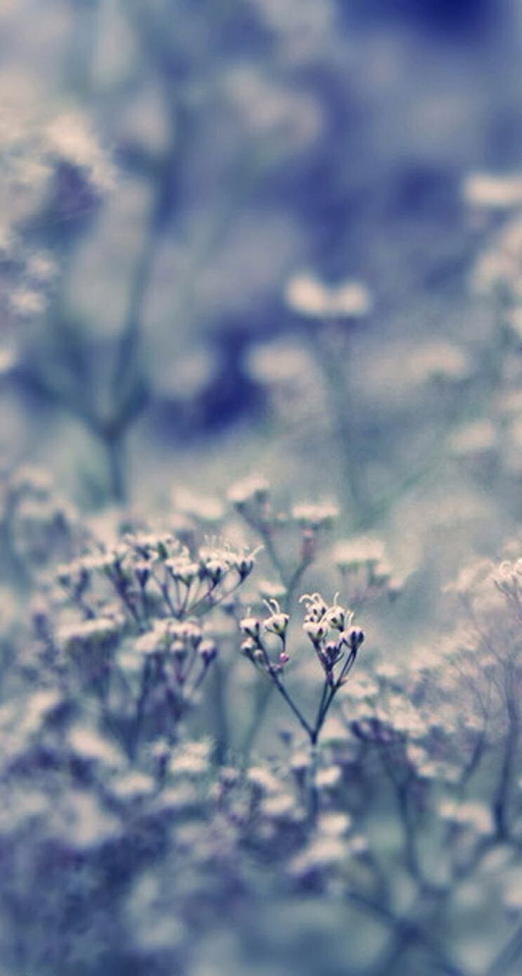 iphone wallpaper pinterest,sky,nature,cloud,branch,flower