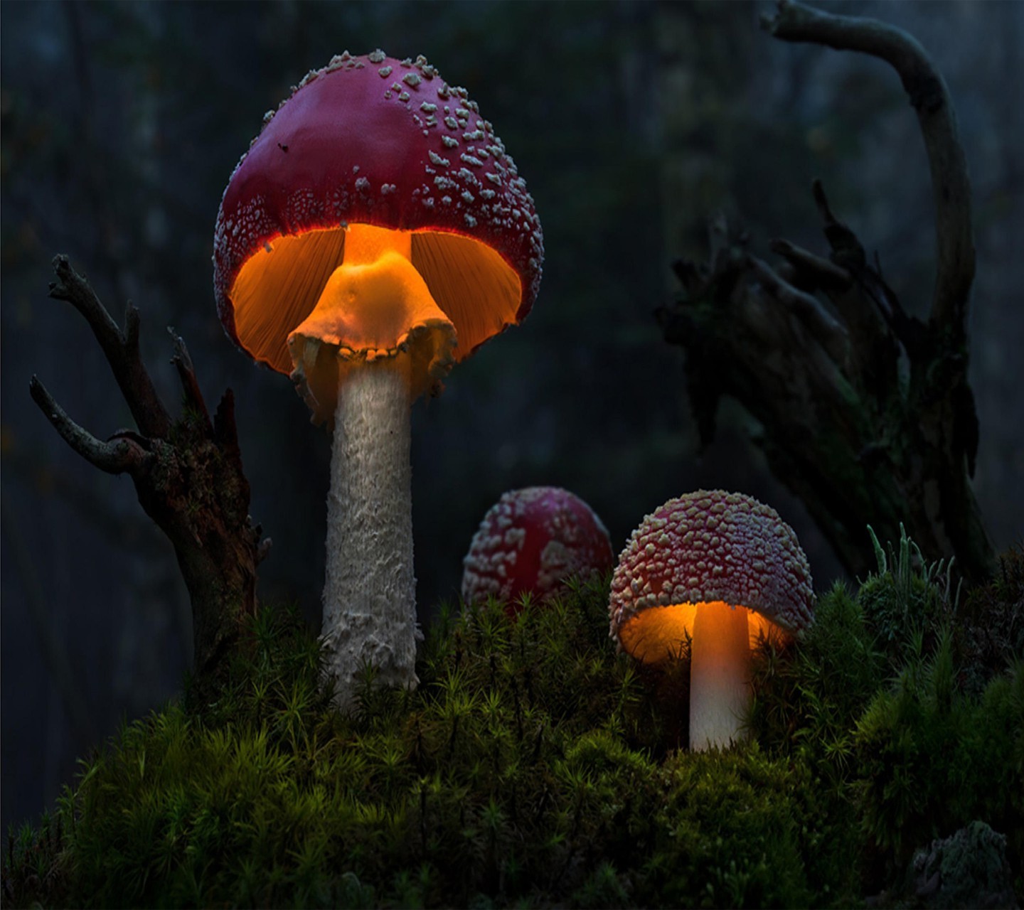 3d mushroom wallpaper,natural landscape,mushroom,fungus,edible mushroom,terrestrial plant