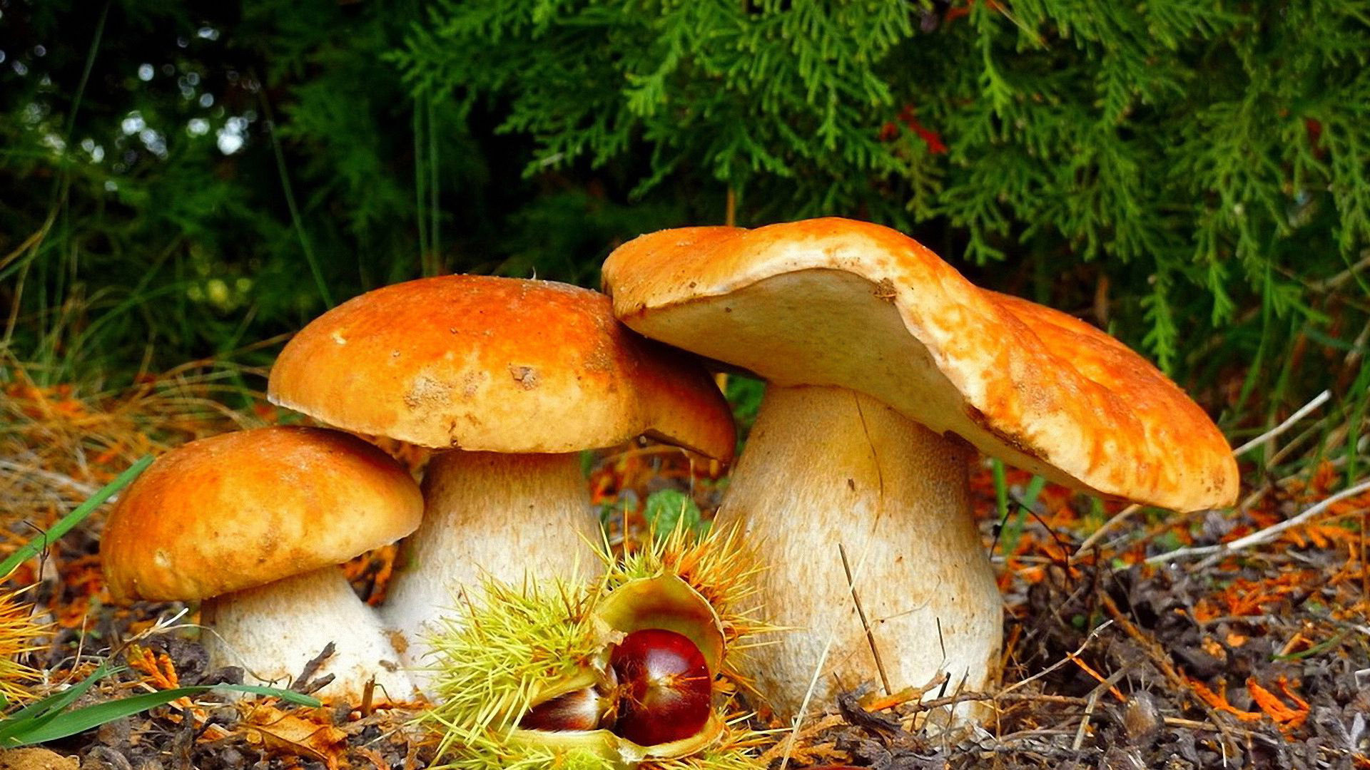 3d mushroom wallpaper,penny bun,edible mushroom,mushroom,medicinal mushroom,agaricomycetes