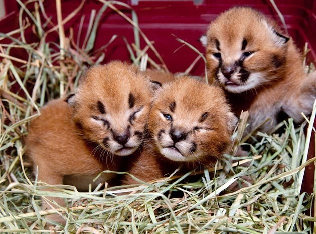 papier peint rare,faune,animal terrestre,félidés,moustaches,chaton