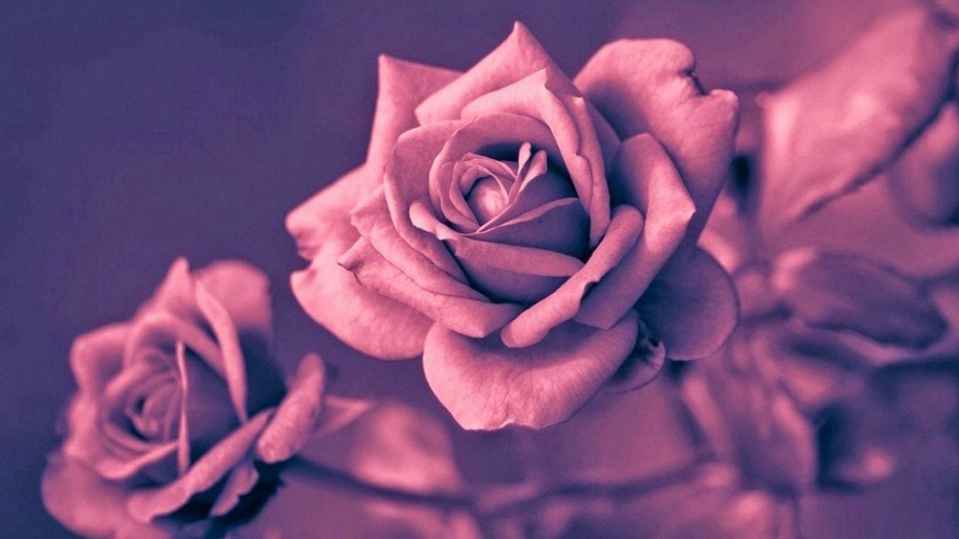 carta da parati in oro rosa hd,rose da giardino,fiore,rosa,petalo,rosa