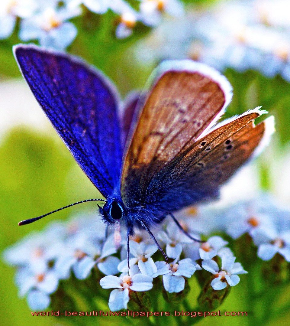 bella carta da parati farfalla,falene e farfalle,la farfalla,insetto,invertebrato,lycaenid