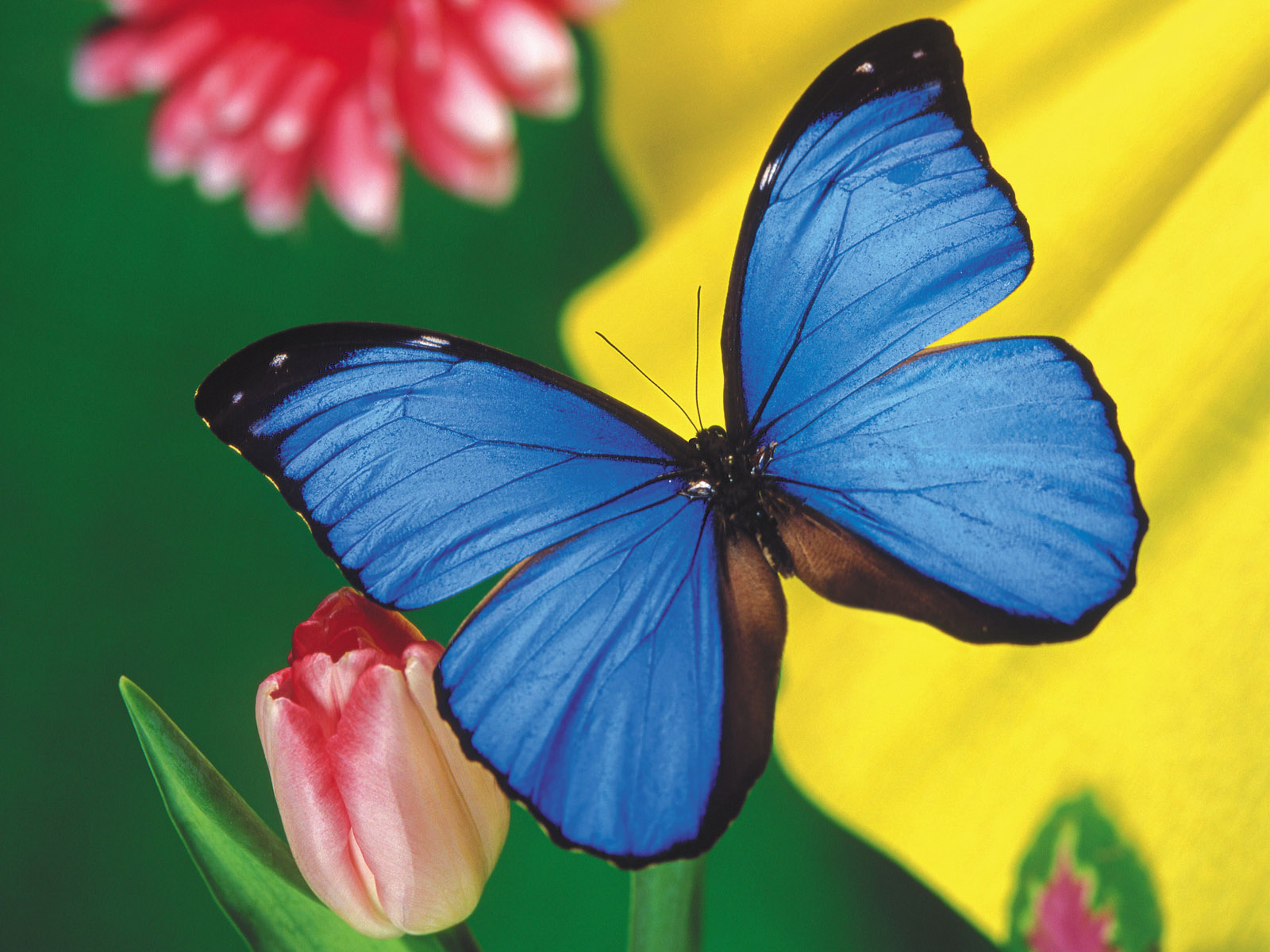 beautiful butterfly wallpaper,moths and butterflies,butterfly,insect,invertebrate,blue