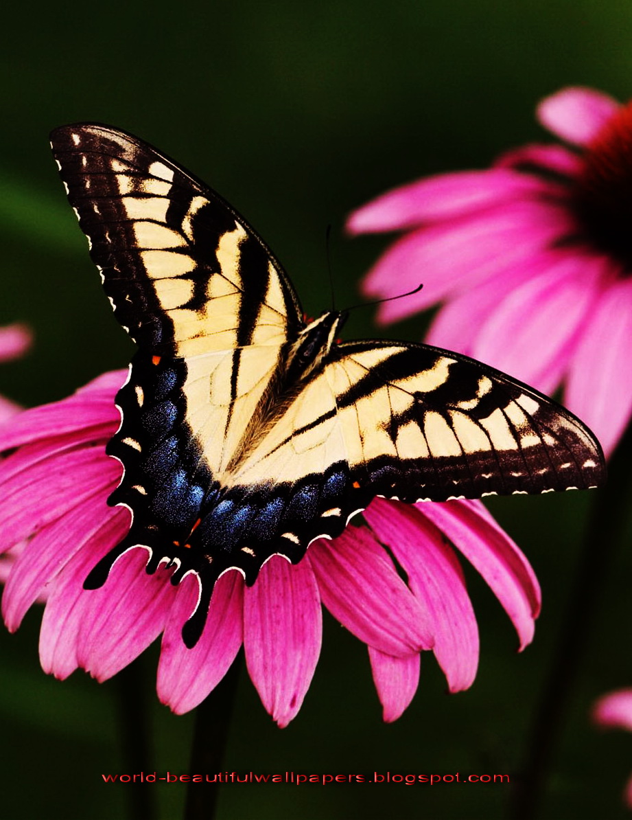 schöne schmetterling tapete,motten und schmetterlinge,schmetterling,insekt,rosa,schwarzer schwalbenschwanz