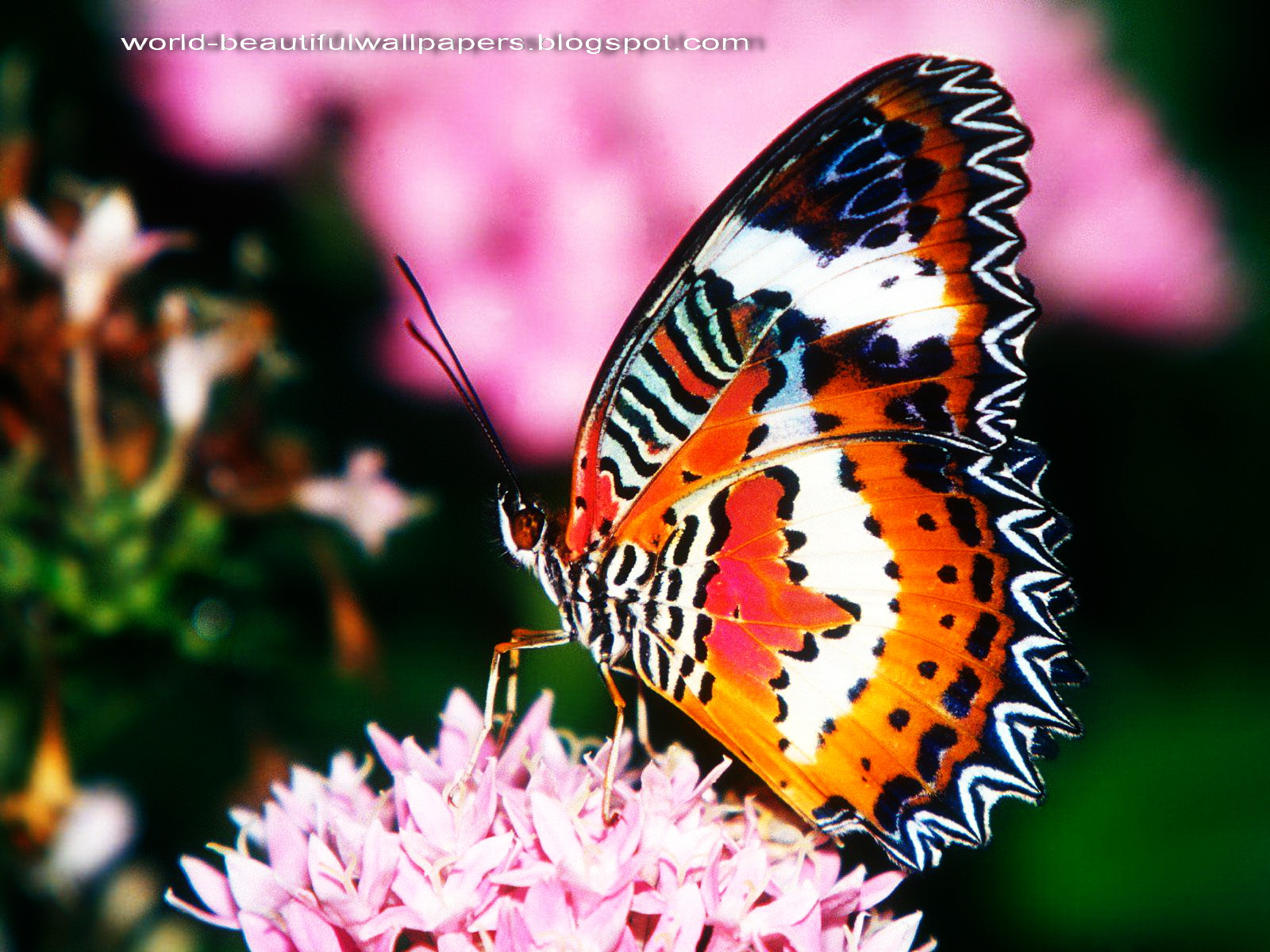 beautiful butterfly wallpaper,moths and butterflies,butterfly,cynthia (subgenus),insect,brush footed butterfly