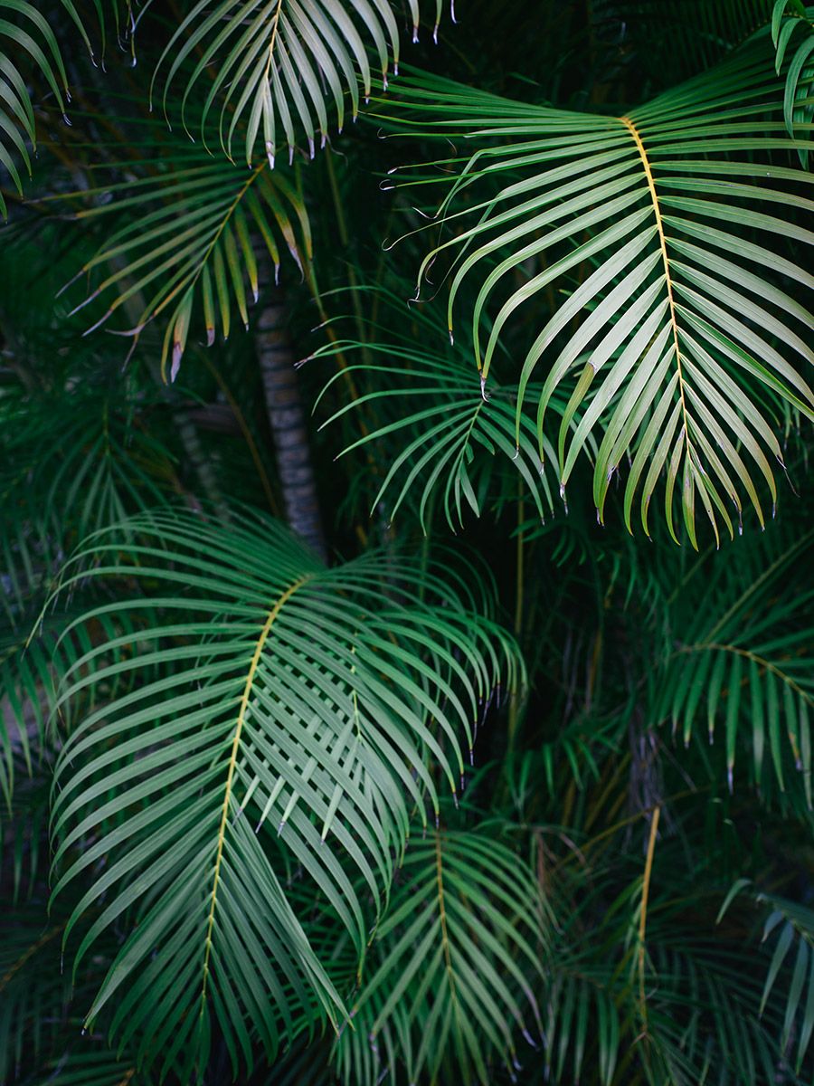 papier peint feuilles tropicales,arbre,vert,plante,feuille,palmier