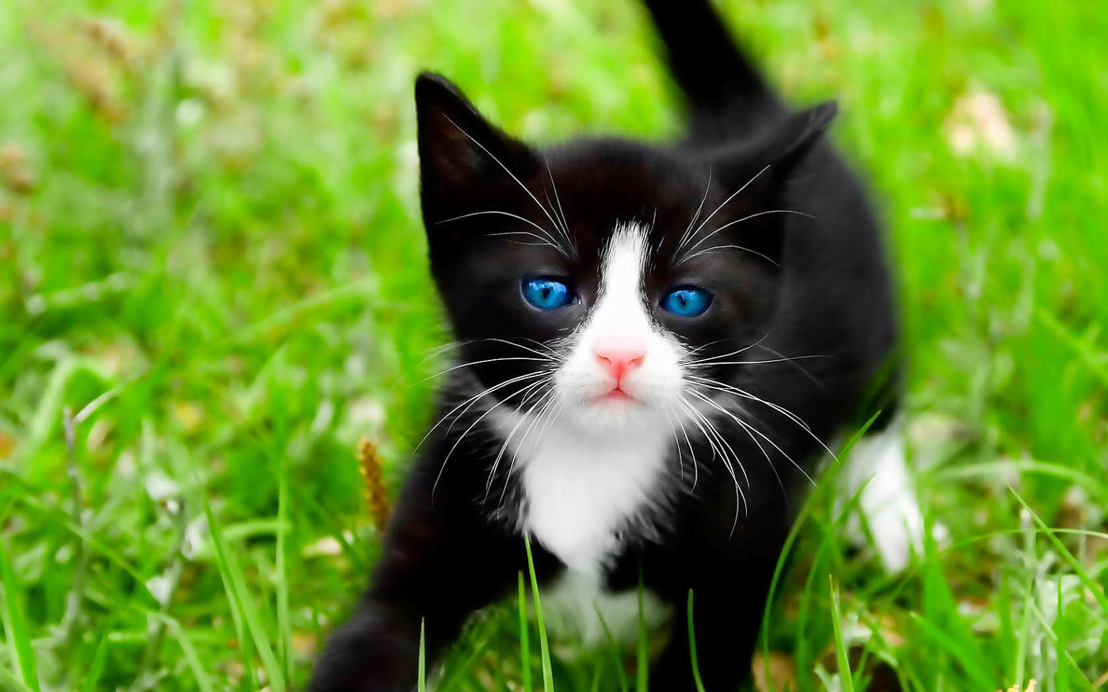 gato fondos de pantalla hd,gato,bigotes,gatos pequeños a medianos,felidae,verde