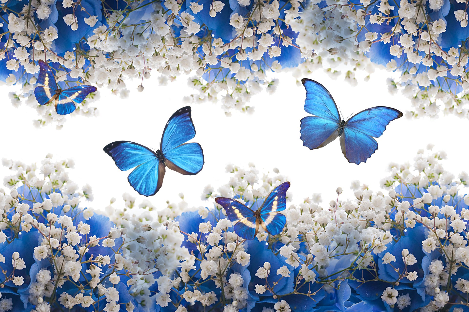 mariposas wallpaper,blue,butterfly,insect,moths and butterflies,azure