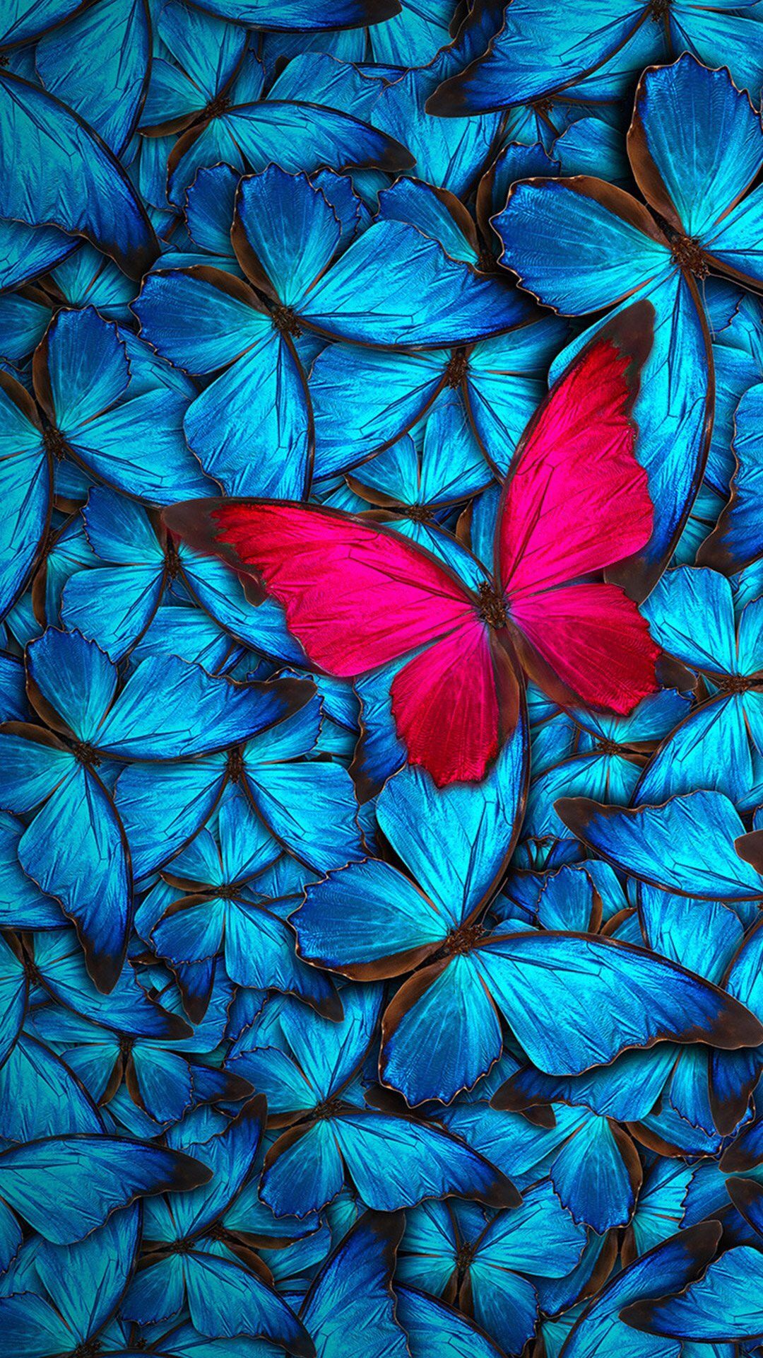 마리포사 벽지,푸른,터키 옥,나비,물오리,무늬