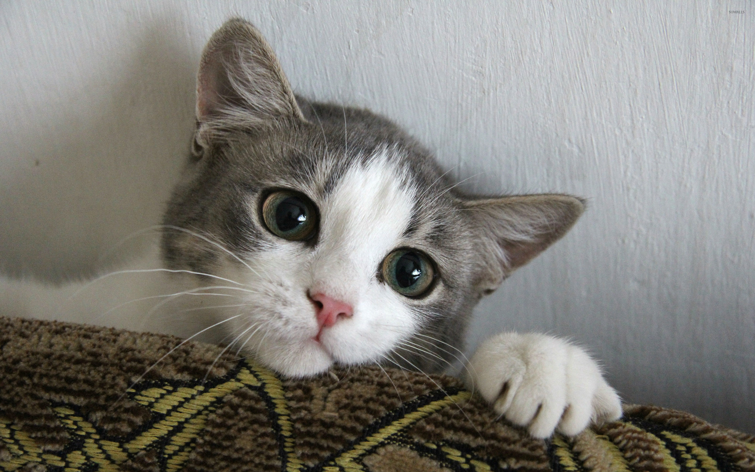 lindo gatito fondo de pantalla,gato,gatos pequeños a medianos,felidae,bigotes,gato doméstico de pelo corto