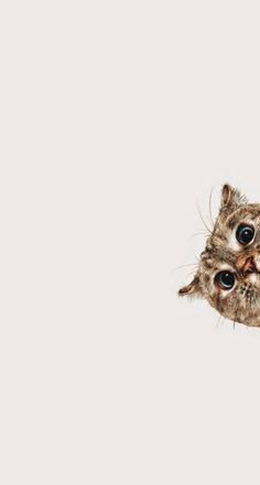 猫壁紙tumblr,フクロウ,鼻,アメリカオオコノハズク,毛皮