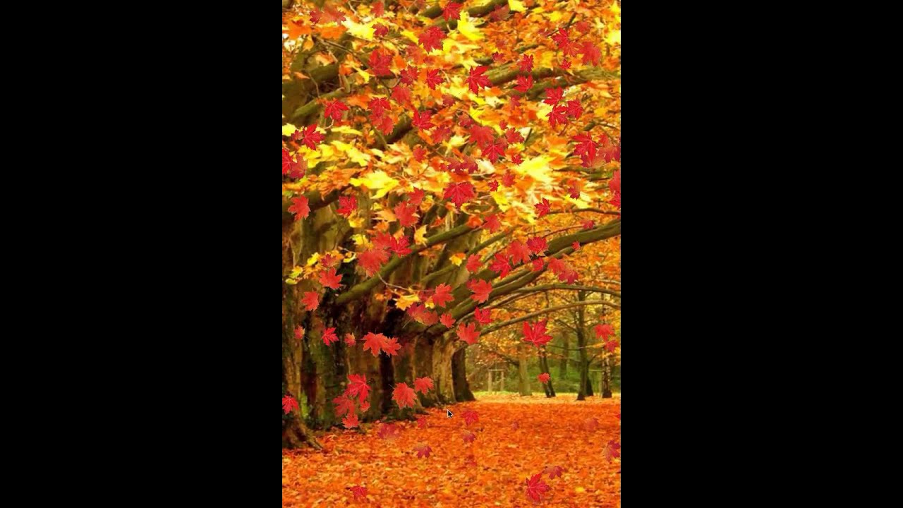 가을 라이브 벽지,나무,잎,자연,가을,페인트 등