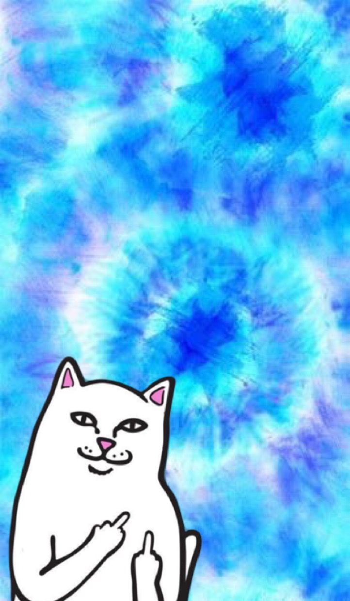 ripndip wallpaper,cat,felidae,small to medium sized cats,sky,snout