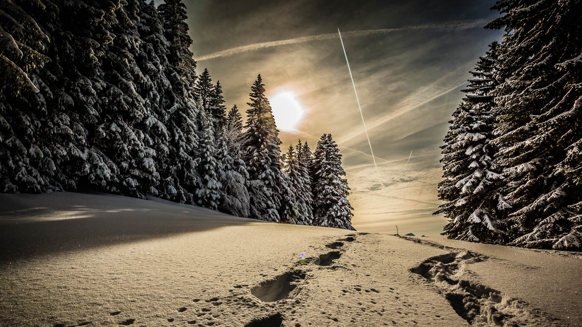 fondo de pantalla de spotlight,nieve,naturaleza,cielo,invierno,árbol