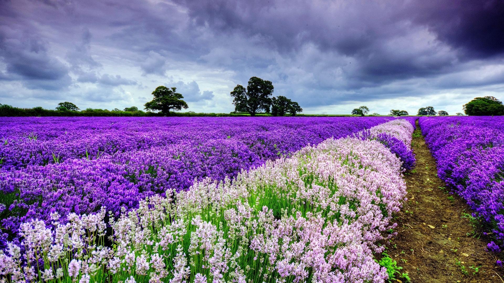 spring wallpaper hd,lavender,flower,english lavender,purple,lavender