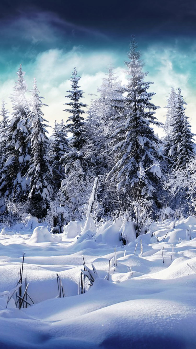 iphone sfondi invernali,neve,inverno,natura,albero,cielo