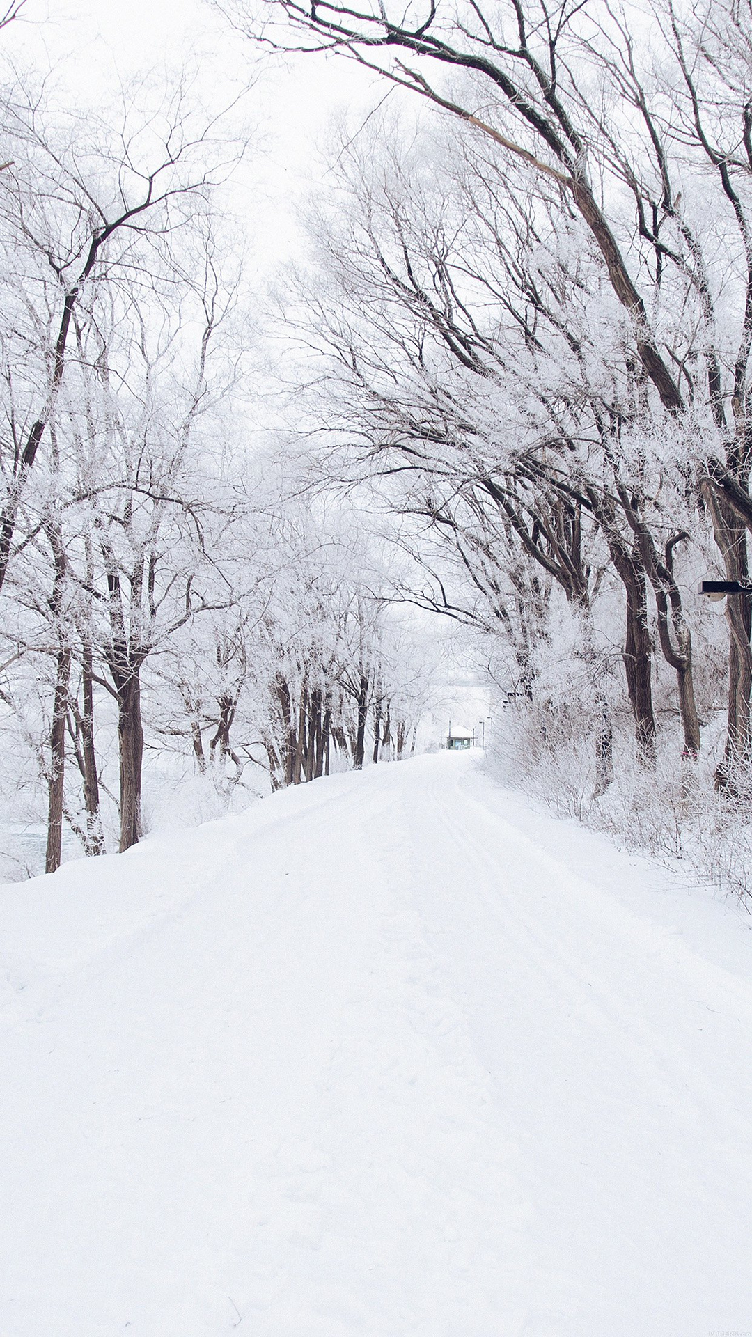 冬の壁紙iphone,雪,冬,自然,木,凍結