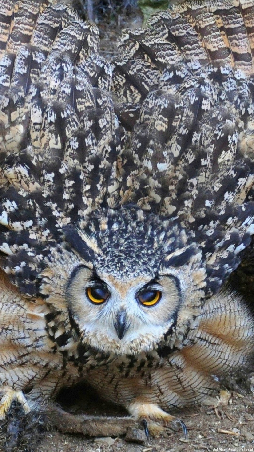 owl wallpaper iphone,owl,vertebrate,bird,bird of prey,great horned owl